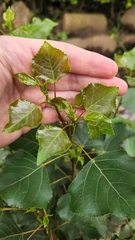 Populus