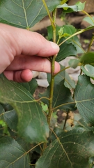 Populus