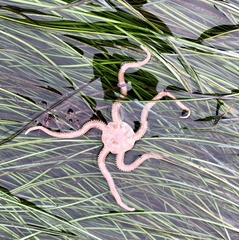 Ophioplocus esmarki image
