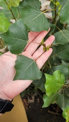 Populus