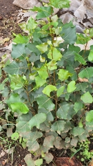 Populus