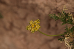Musineon tenuifolium