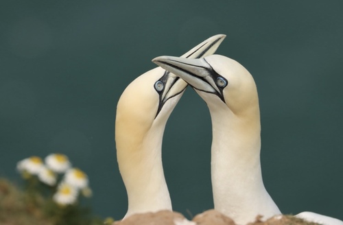 Alcatraz atlántico (Morus bassanus)