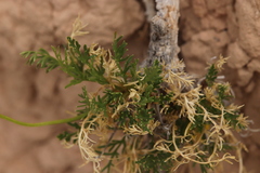 Musineon tenuifolium