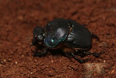 Coprophanaeus milon