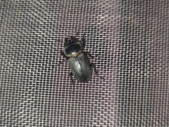 Dorcus