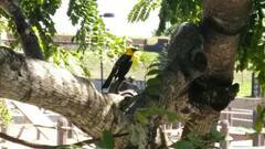 Gymnomystax mexicanus