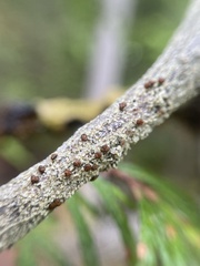 Brigantiaea praetermissa