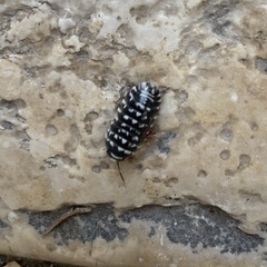 Armadillidium maculatum