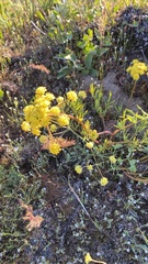 Lomatium triternatum triternatum