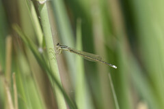 Ischnura asiatica