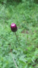 Cirsium pannonicum