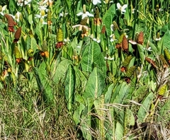 Anemopsis californica