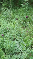 Cirsium pannonicum