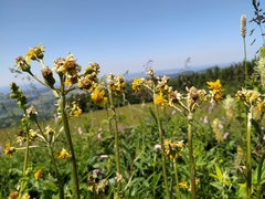 Tephroseris helenitis helenitis