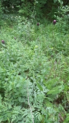 Cirsium pannonicum