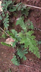 Anemia hirsuta