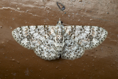 Myrioblephara