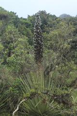 Puya goudotiana