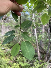 Amelanchier interior