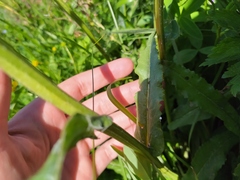 Tephroseris helenitis helenitis