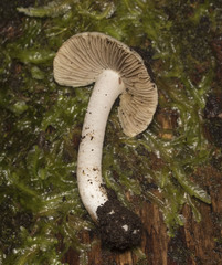 Inocybe geophyllomorpha