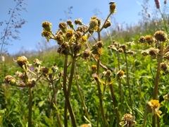 Tephroseris helenitis helenitis