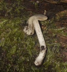 Inocybe geophyllomorpha