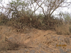 Crassula perforata perforata