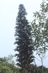 Puya goudotiana