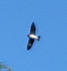Petrochelidon pyrrhonota