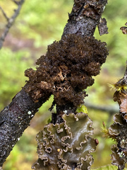 Dendriscosticta gelida