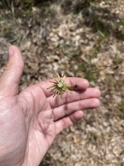 Brickellia cylindracea