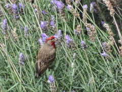 Haemorhous mexicanus