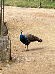 Pavo cristatus