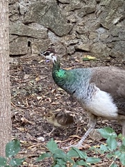 Pavo cristatus