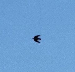 Petrochelidon pyrrhonota