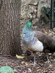 Pavo cristatus