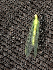 Chrysopa quadripunctata