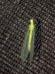 Chrysopa quadripunctata