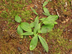 Scoliopus hallii