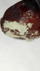 Botrytis