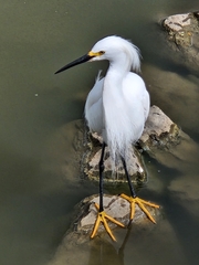 Egretta thula