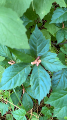 Parthenocissus quinquefolia