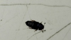 Brachypterus
