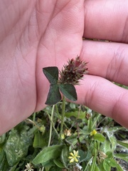 Trifolium