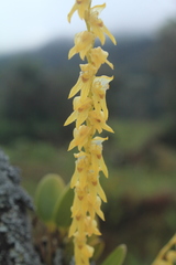 Stelis pulchella