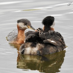 Podiceps grisegena
