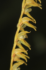 Stelis pulchella