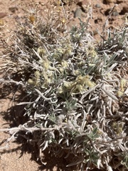 Oreocarya fulvocanescens
